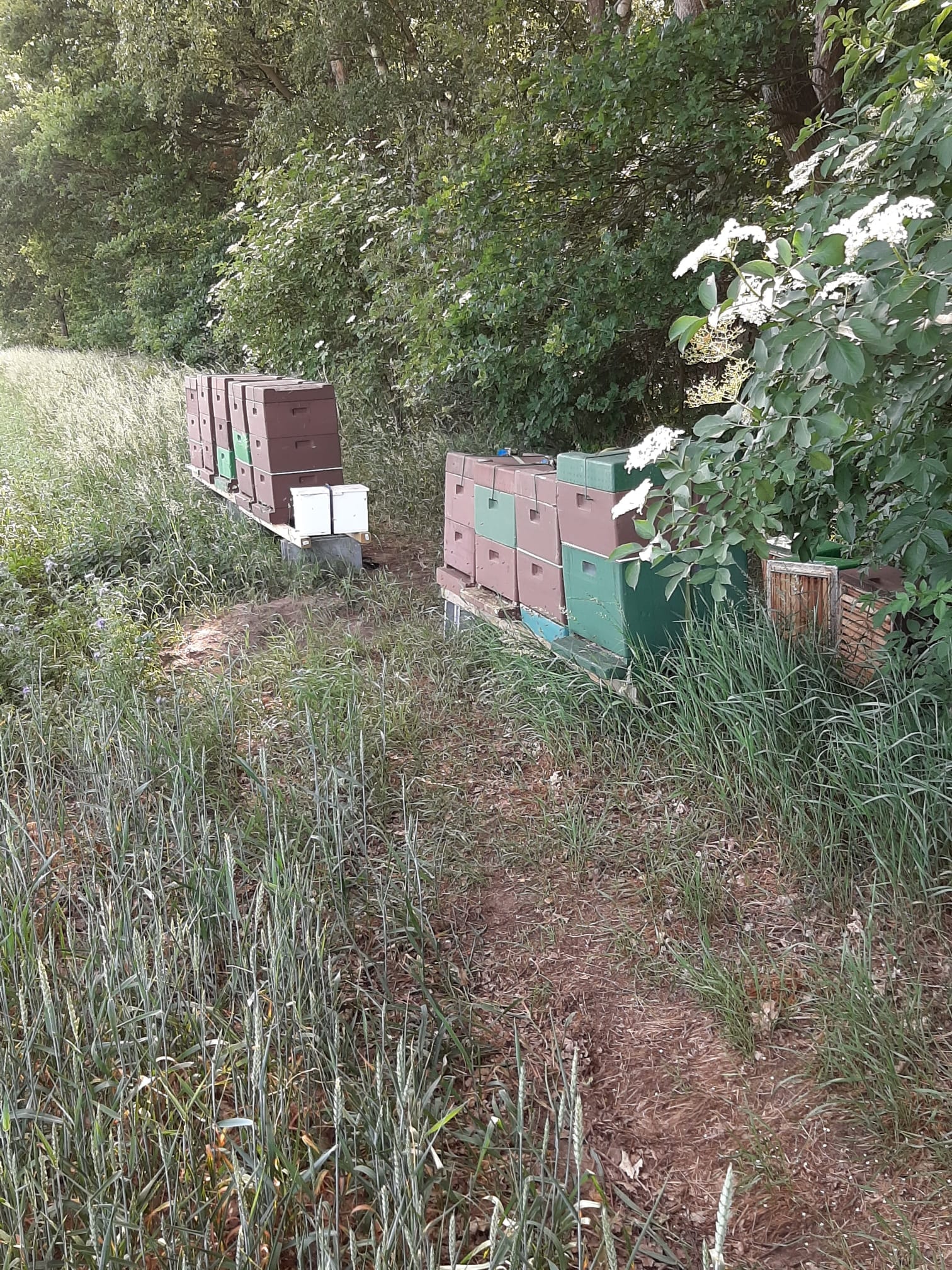 Bienenstand